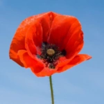 List of 50+ Flowers name in Marathi, English and Hindi With Pictures 13 poppy
