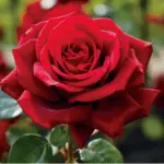 List of 50+ Flowers name in Marathi, English and Hindi With Pictures 1 Rose