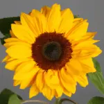 List of 50+ Flowers name in Marathi, English and Hindi With Pictures 3 sunflower
