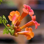trumpet vine