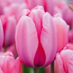 List of 50+ Flowers name in Marathi, English and Hindi With Pictures 9 tulip
