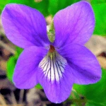 Introducing 60+ Unique flowers name in Gujarati 38 violet