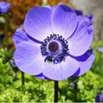 100 Flower names in Sanskrit, English and Hindi With Pictures 70 wood anemone