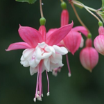 Fuchsia