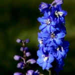 50 Enormous Flowers Name In Telugu with English Pronunciation 31 Delphinium