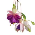 50 Enormous Flowers Name In Telugu with English Pronunciation 32 Fushcia