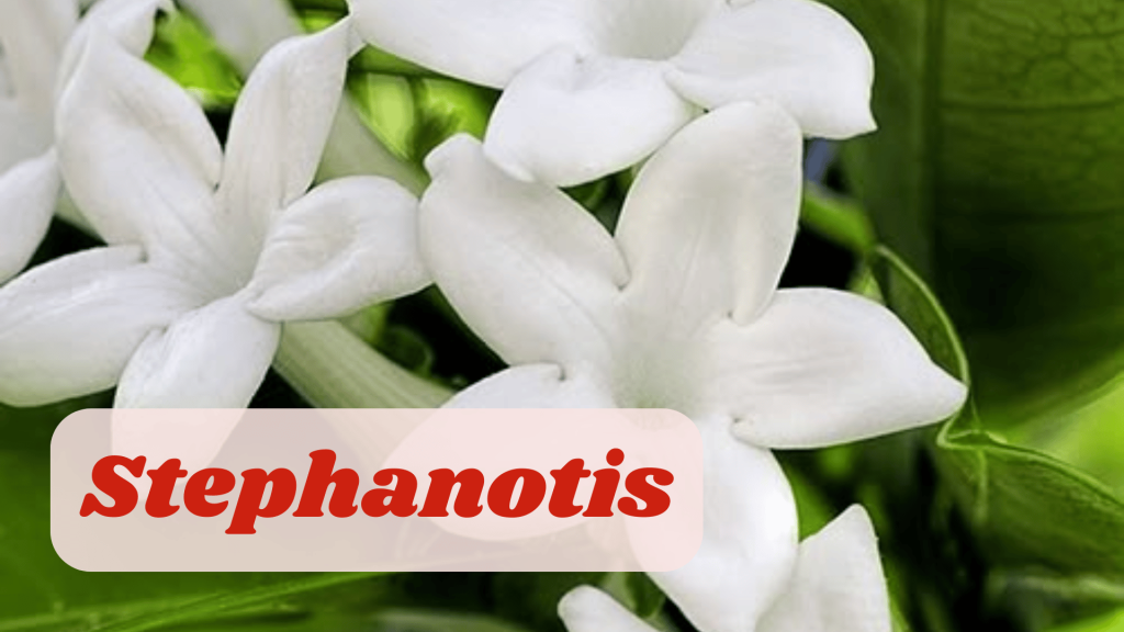 25 Enchanting Flower Names for Weddings -A Blossoming Guide 17 Stephanotis Flower Names for Weddings
