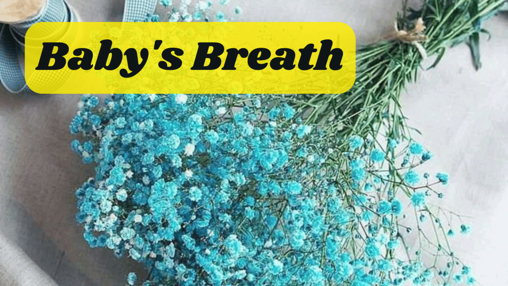 25 Enchanting Flower Names for Weddings -A Blossoming Guide 20 Baby's Breath Flower Names for Weddings