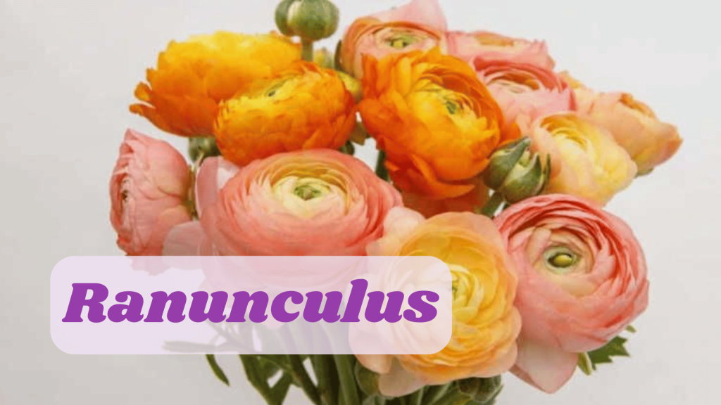 25 Enchanting Flower Names for Weddings -A Blossoming Guide 8 Ranunculus Flower Names for Weddings