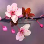 Flower Names in Japanese: A Blossoming Guide to Flora and Culture 1 Cherry Blossom