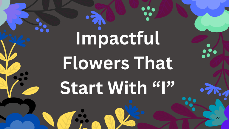 Impactful Flower That Starts With I