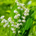 Flower Names in Japanese: A Blossoming Guide to Flora and Culture 19 Lily of the Valley