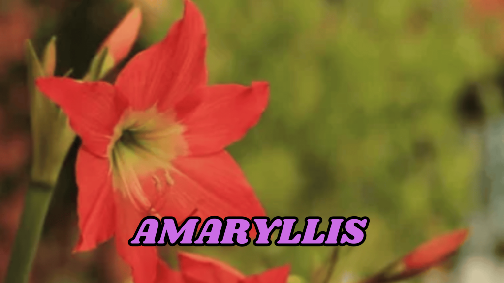 Amaryllis
