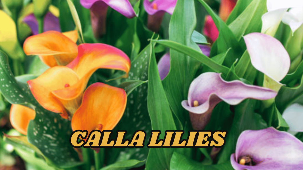Calla Lilies