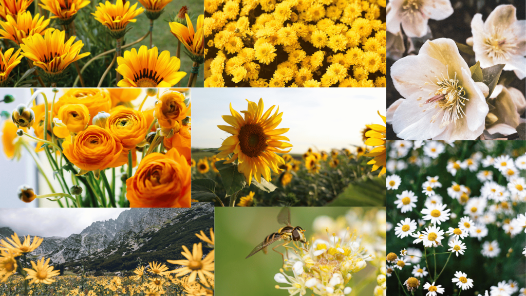 Introduction of Summer Flowers