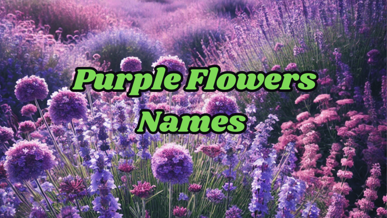 Purple Flowers Names