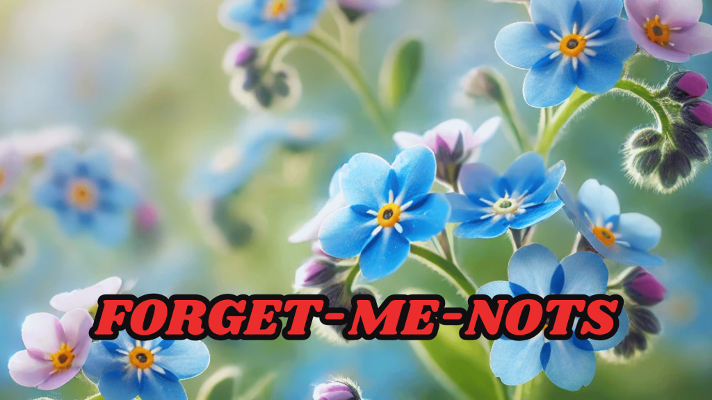 Forget me Nots