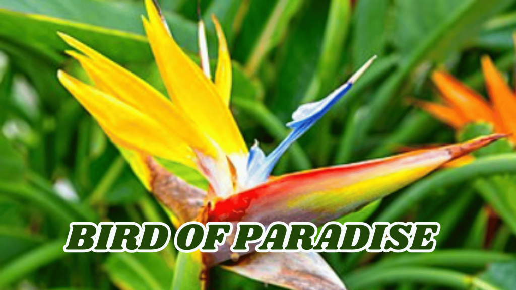 Bird of Paradise