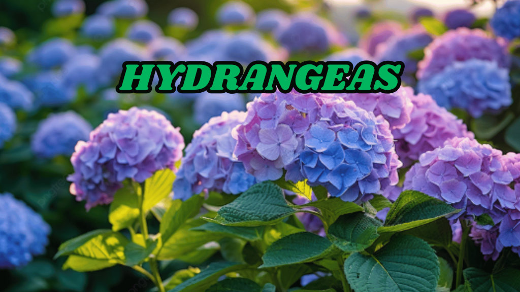  Hydrangeas