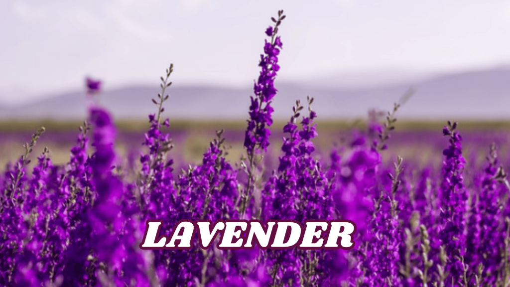 Lavender