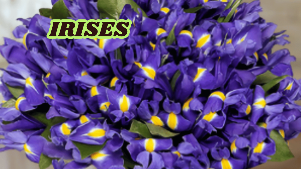 Irises