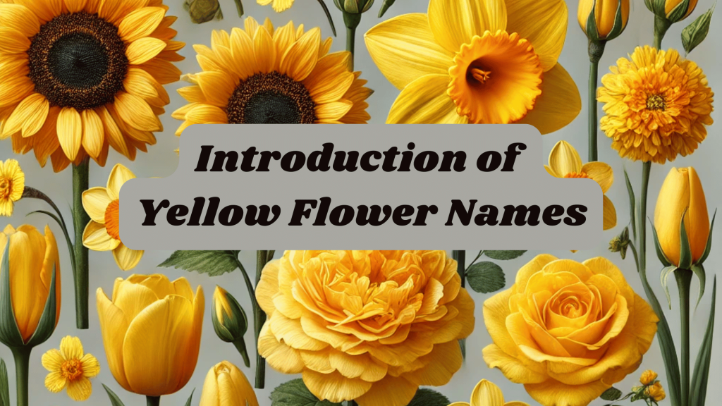 10 Most Popular And Brightness Types of Yellow Flower Names 1 Introduction of Yellow Flower Names