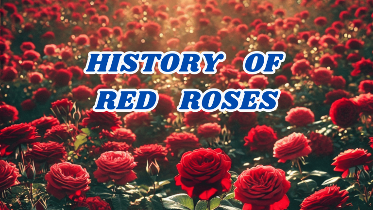 History Of Red Roses