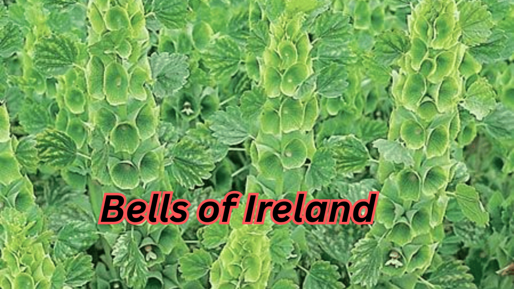 Bells of Ireland