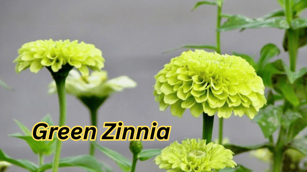 Green Zinnia