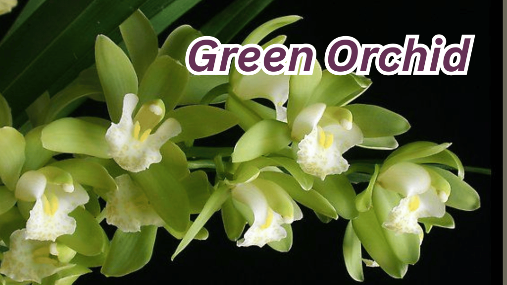 Green orchid