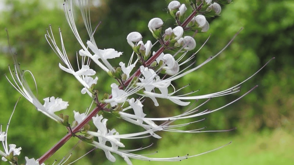 Funny Flowers Name And Unusual That'll Make You Laugh 13 Cat's Whiskers (Orthosiphon aristatus)