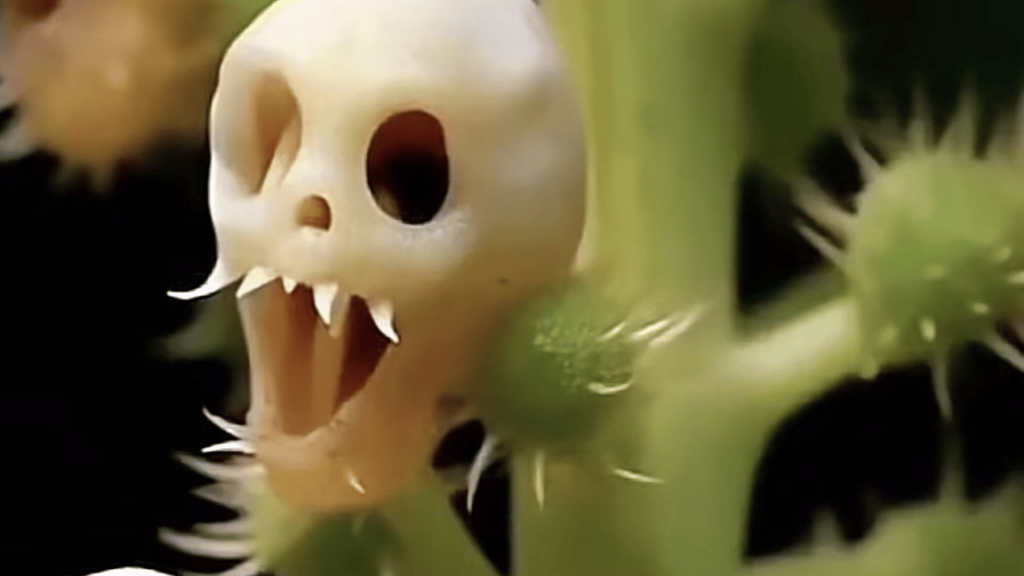 Funny Flowers Name And Unusual That'll Make You Laugh 12 Zombie Plant (Mimosa pudica)