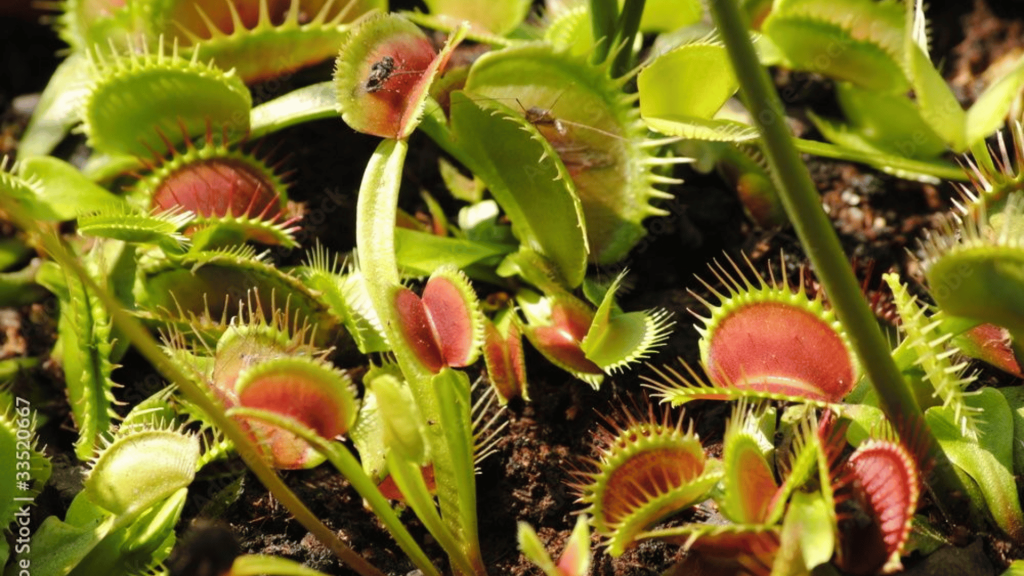 Funny Flowers Name And Unusual That'll Make You Laugh 11 Booby Trap Plant (Clerodendrum speciosum)