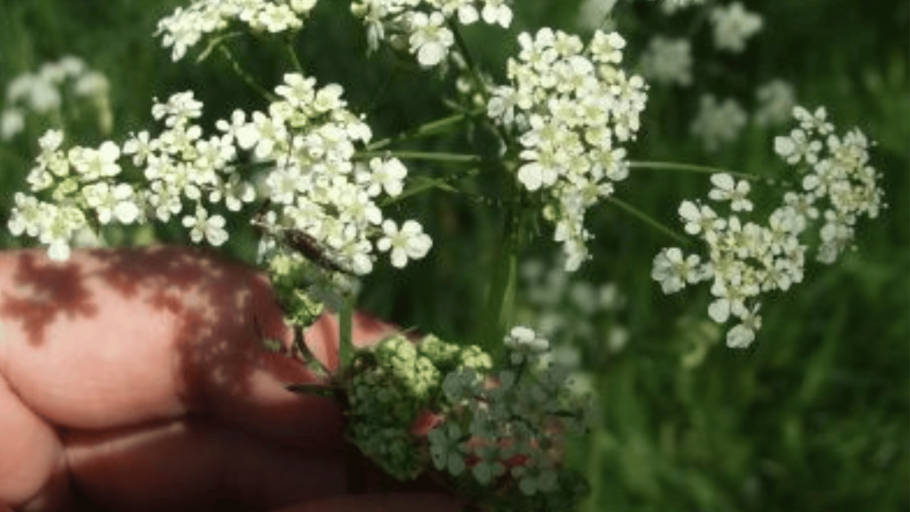 Funny Flowers Name And Unusual That'll Make You Laugh 10 Fool’s Parsley (Aethusa cynapium)