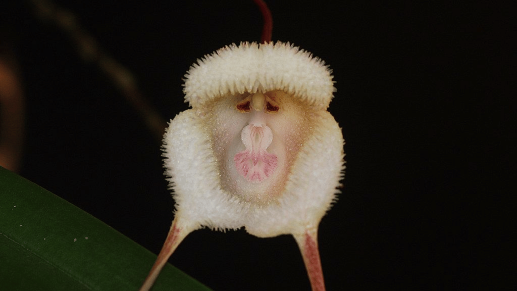 Funny Flowers Name And Unusual That'll Make You Laugh 9 Monkey Face Orchid (Dracula simia)