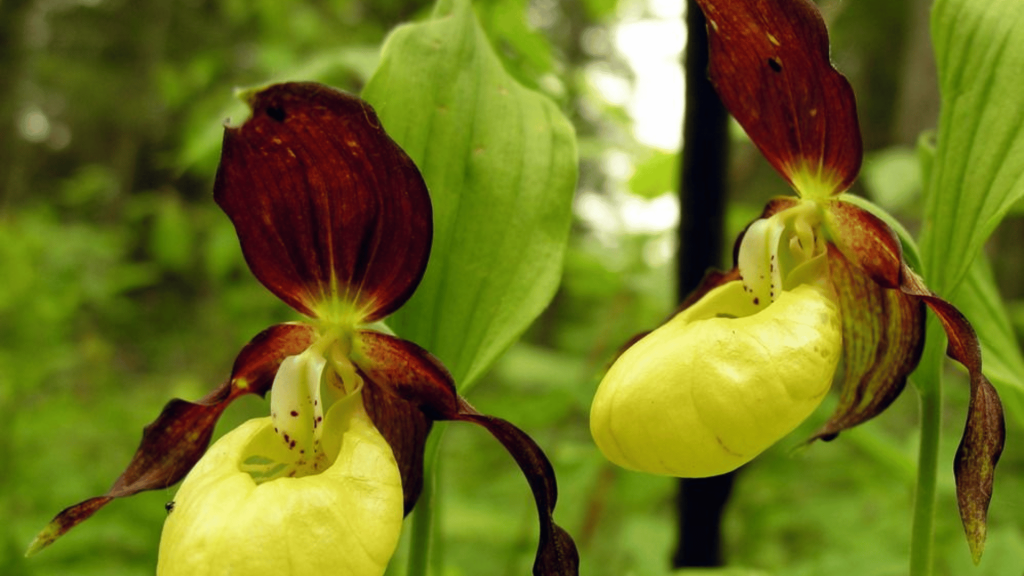 Funny Flowers Name And Unusual That'll Make You Laugh 8 Lady's Slipper Orchid (Cypripedioideae)