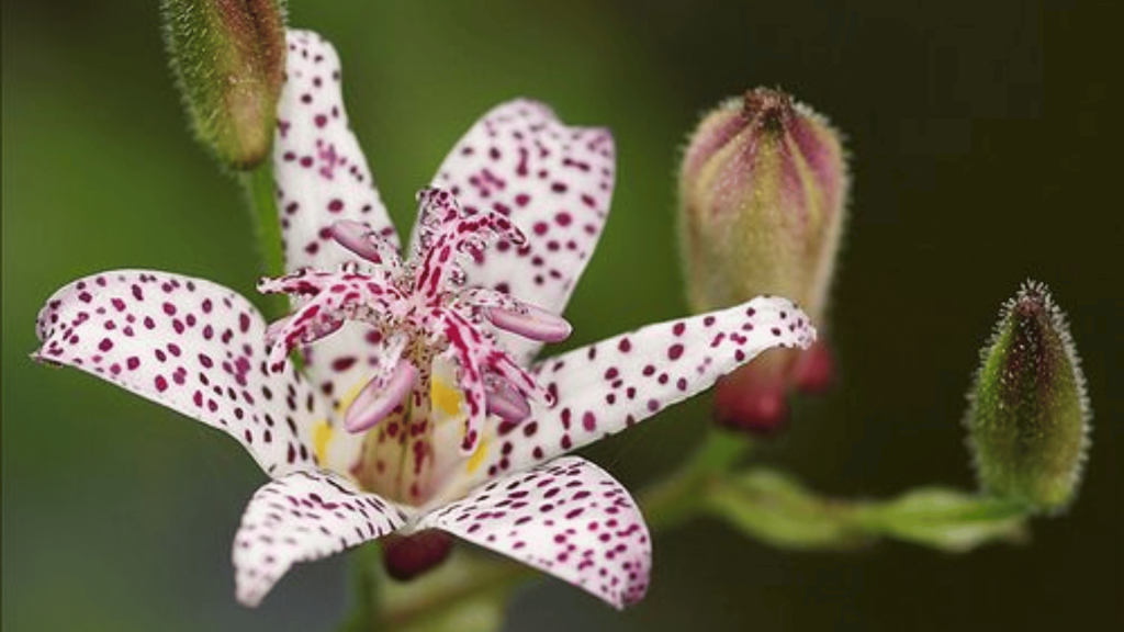 Funny Flowers Name And Unusual That'll Make You Laugh 6 Toad Lily (Tricyrtis)