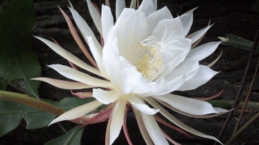 Funny Flowers Name And Unusual That'll Make You Laugh 5 Queen of the Night (Cereus peruvianus)