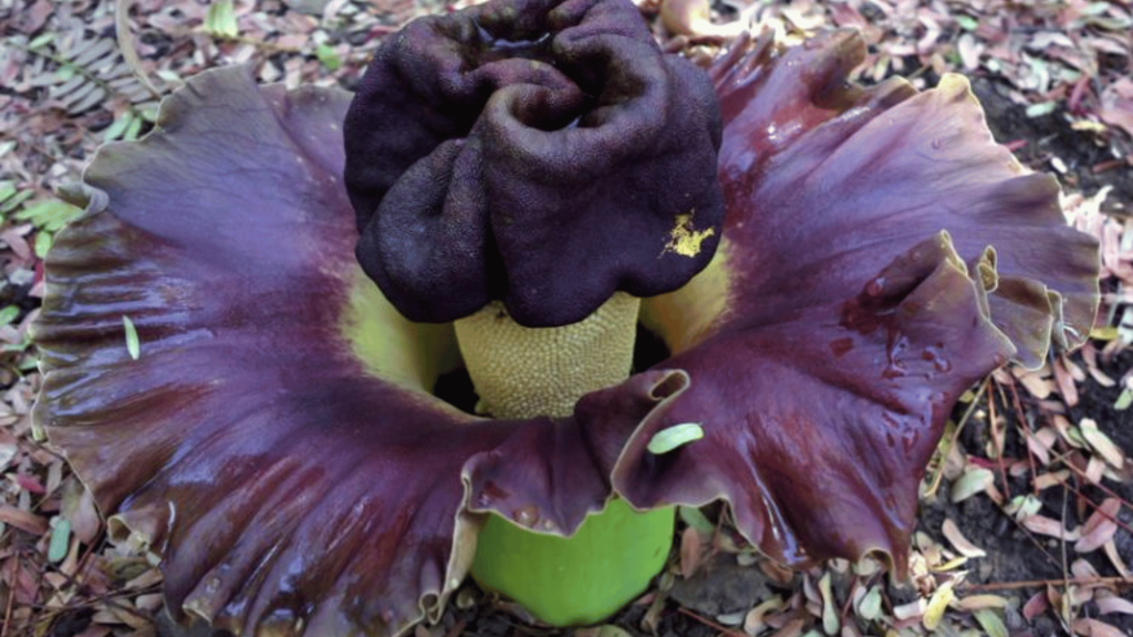 Funny Flowers Name And Unusual That'll Make You Laugh 4 Elephant's Foot (Curculigo capitulata)