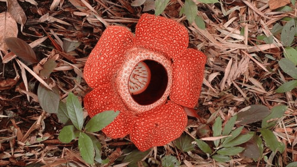 Funny Flowers Name And Unusual That'll Make You Laugh 3 Stinking Corpse Lily (Rafflesia arnoldii)