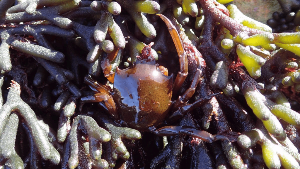 Funny Flowers Name And Unusual That'll Make You Laugh 2 Dead Man's Fingers (Codium fragile)