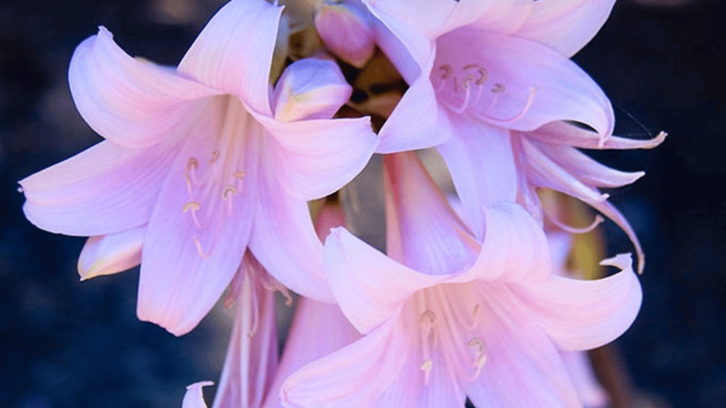 Funny Flowers Name And Unusual That'll Make You Laugh 1 Naked Lady (Amaryllis belladonna)