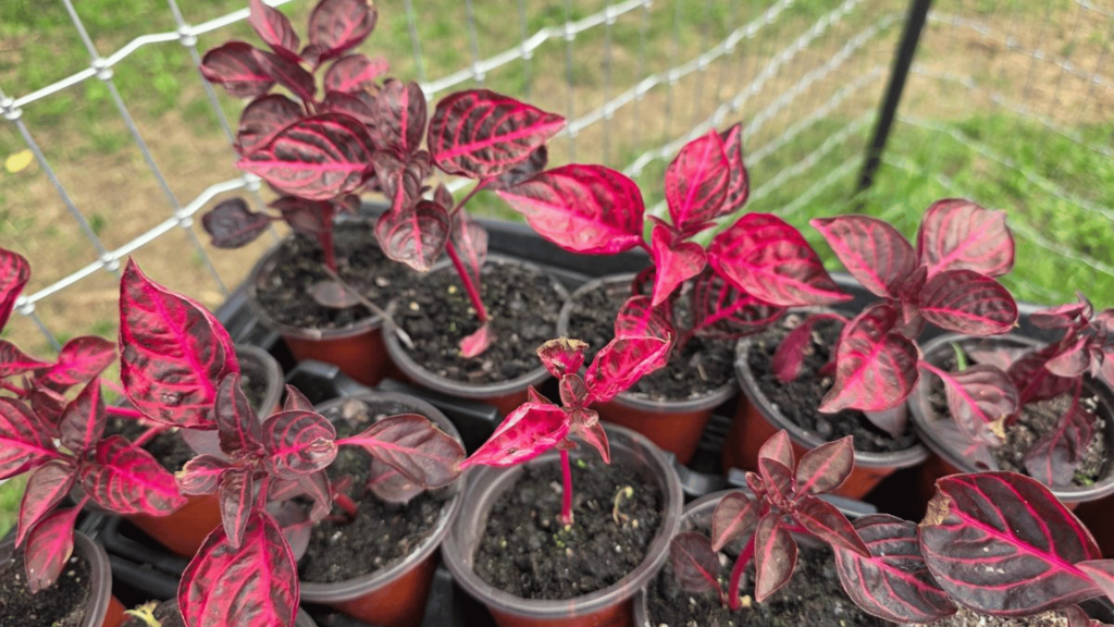 Funny Flowers Name And Unusual That'll Make You Laugh 15 Chicken Gizzard Plant (Iresine herbstii)