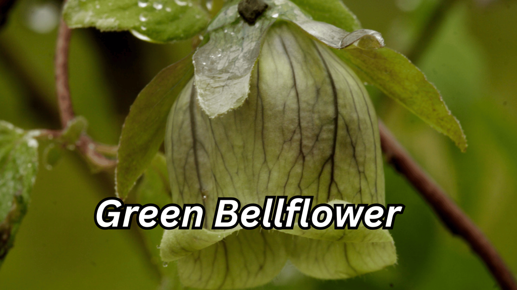 Green Bellflower