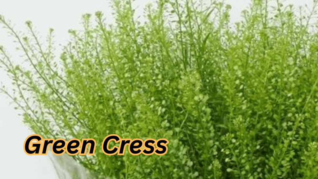 Green Cress