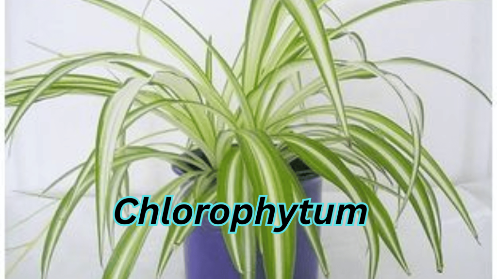 Chlorophytum