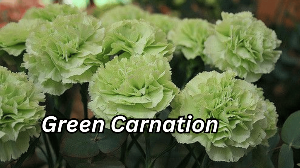 Green Carnation