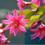 15+ The Ultimate Guide to Indoor Flower Names: Beauty of your Garden 8 Christmas Cactus