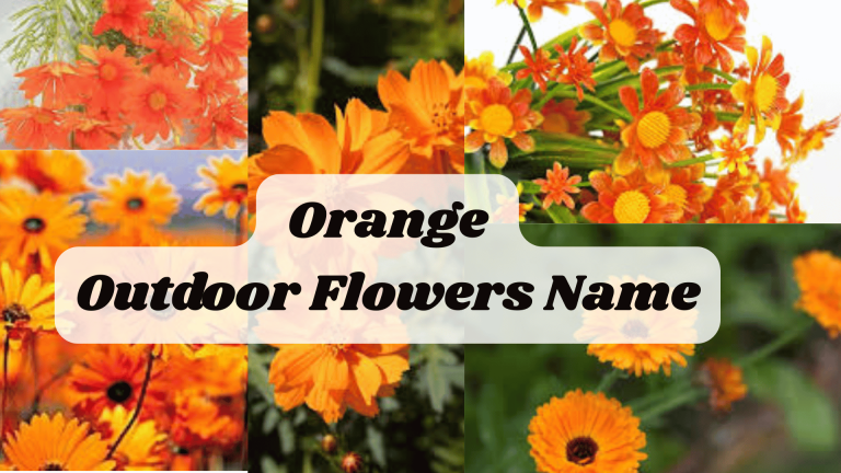 Orange Outdoor Flowers Name