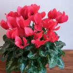 15+ The Ultimate Guide to Indoor Flower Names: Beauty of your Garden 7 Cyclamen